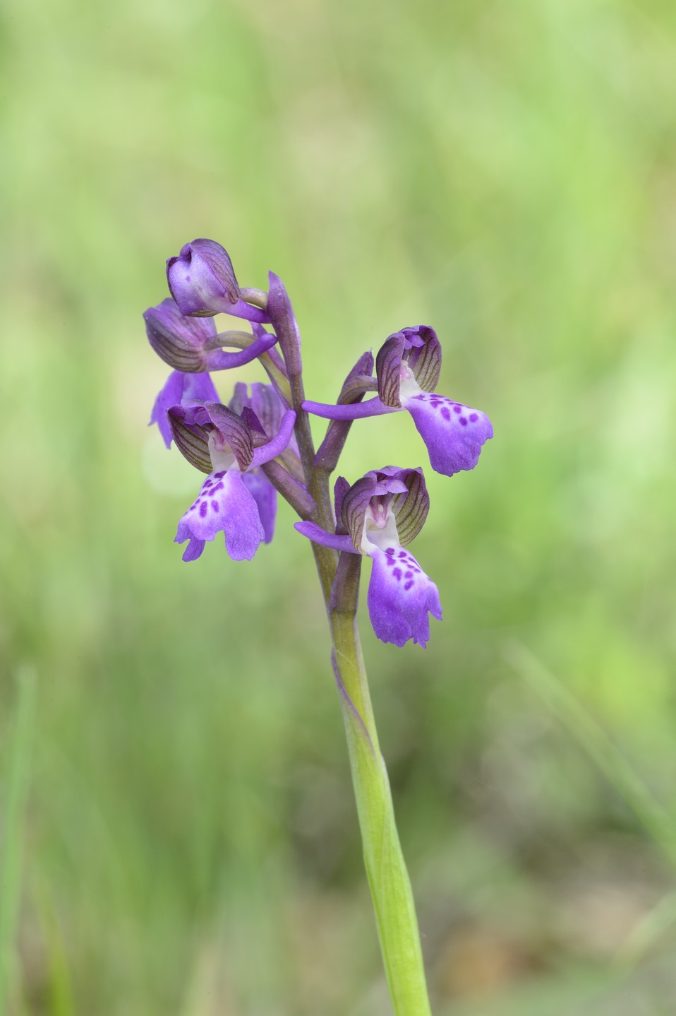 Conferma Anacamptis morio